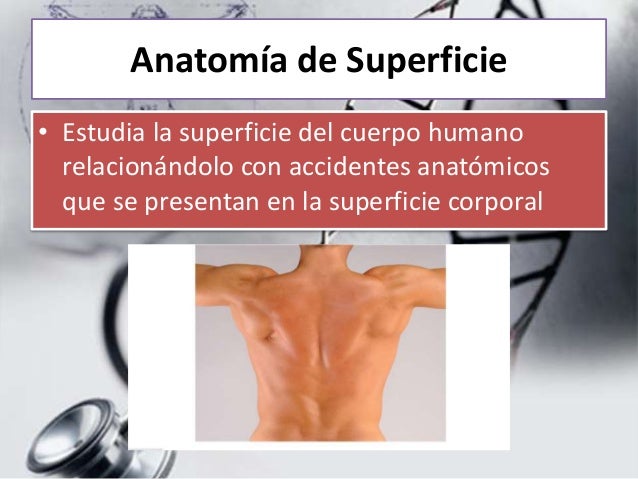 Clasificación de la anatomía