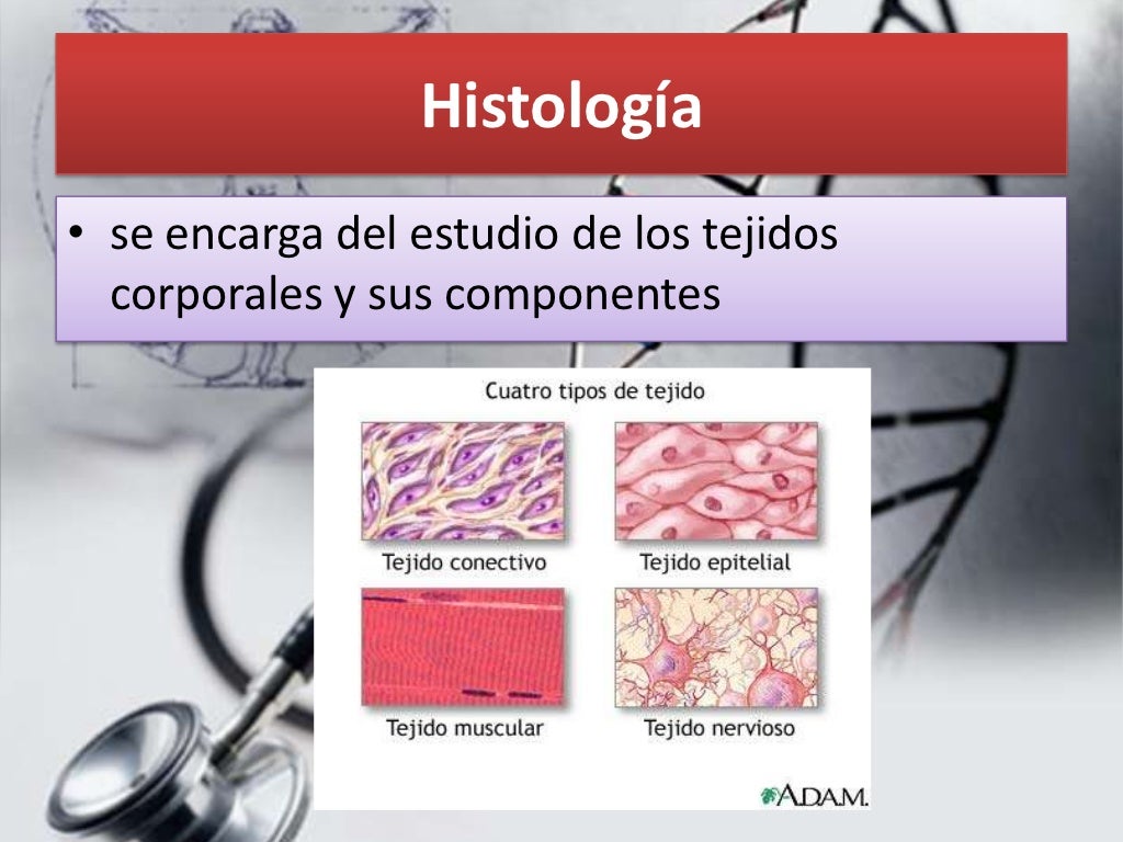 Clasificación de la anatomía