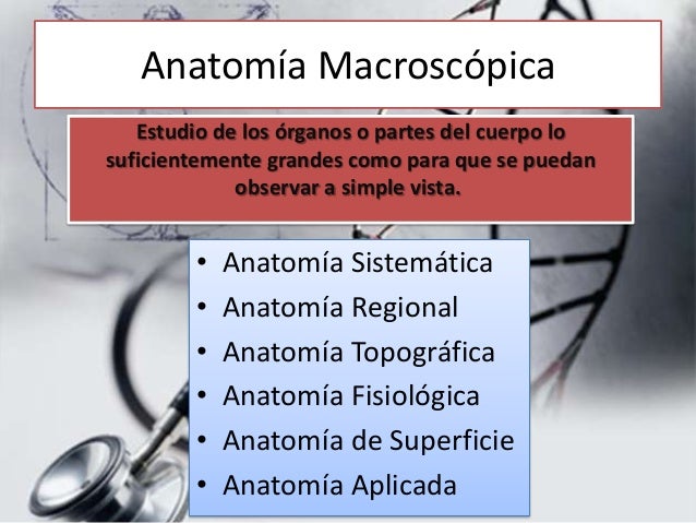 Clasificación de la anatomía