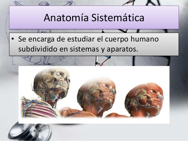 Clasificación de la anatomía