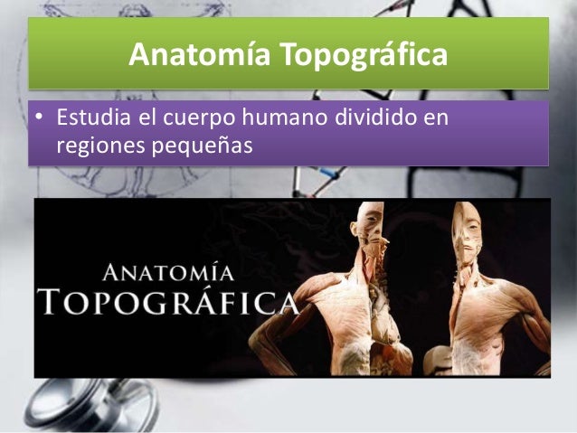 Clasificación de la anatomía