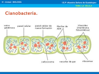 IV - Unidad : BIOLOGÍA
TEMA: LA CÉLULA
I.E.P «Nuestra Señora de Guadalupe»
Cianobacteria.
 