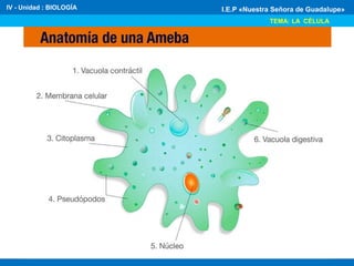 IV - Unidad : BIOLOGÍA
TEMA: LA CÉLULA
I.E.P «Nuestra Señora de Guadalupe»
 