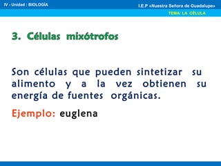 IV - Unidad : BIOLOGÍA
TEMA: LA CÉLULA
I.E.P «Nuestra Señora de Guadalupe»
Son células que pueden sintetizar su
alimento y a la vez obtienen su
energía de fuentes orgánicas.
Ejemplo: euglena
 
