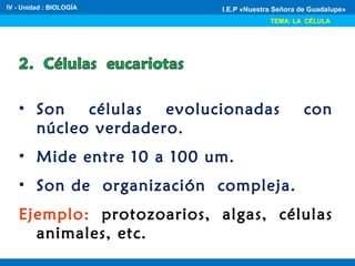 IV - Unidad : BIOLOGÍA
TEMA: LA CÉLULA
I.E.P «Nuestra Señora de Guadalupe»
• Son células evolucionadas con
núcleo verdadero.
• Mide entre 10 a 100 um.
• Son de organización compleja.
Ejemplo: protozoarios, algas, células
animales, etc.
 