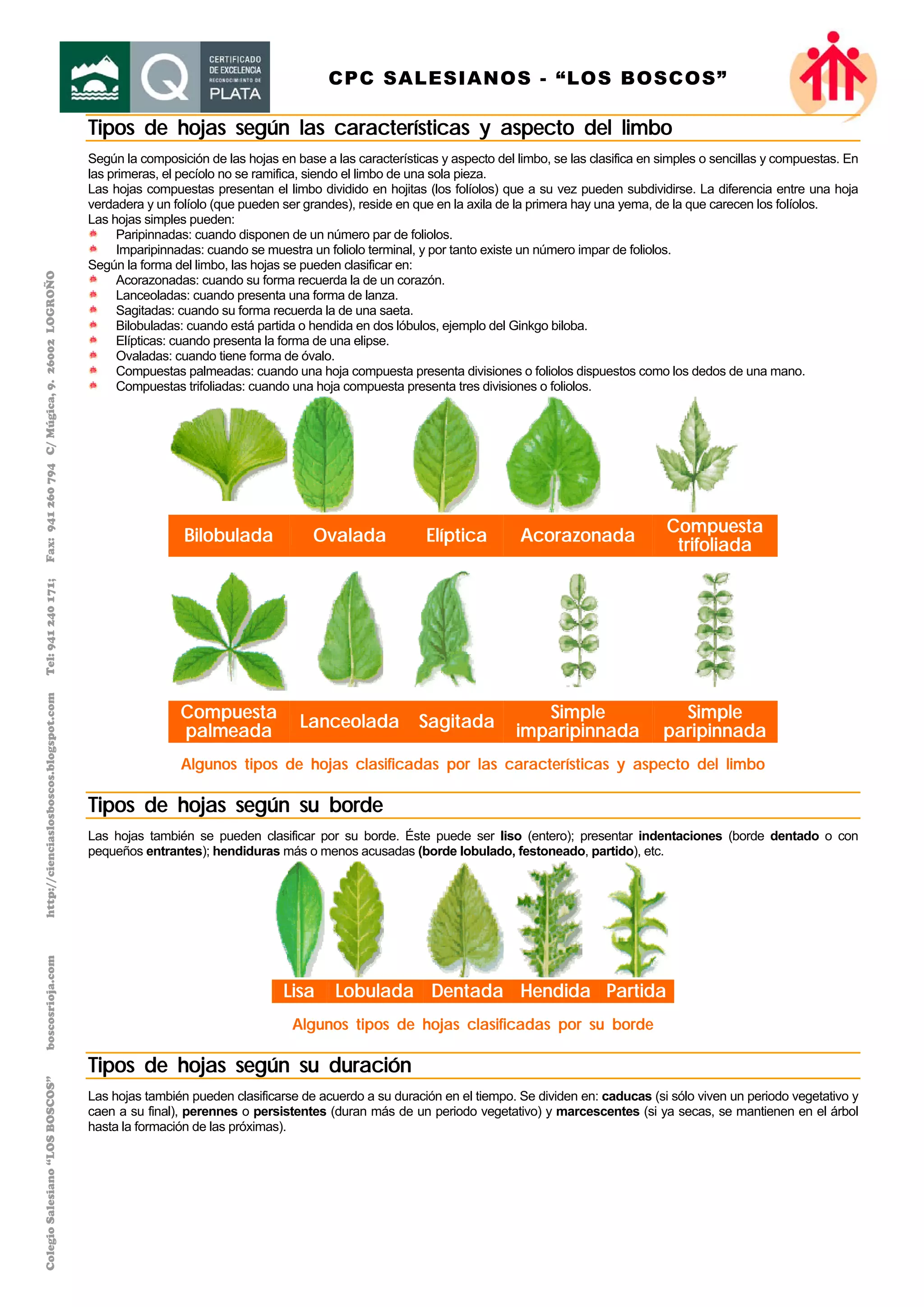 Clasificación de las hojas | PDF