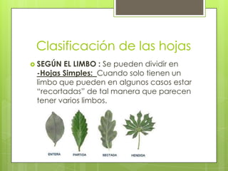 Clasificación de las hojas
 SEGÚN EL LIMBO : Se pueden dividir en
-Hojas Simples: Cuando solo tienen un
limbo que pueden en algunos casos estar
“recortadas” de tal manera que parecen
tener varios limbos.
 