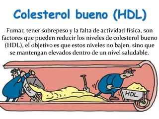 Colesterol bueno (HDL)
Fumar, tener sobrepeso y la falta de actividad física, son
factores que pueden reducir los niveles de colesterol bueno
(HDL), el objetivo es que estos niveles no bajen, sino que
se mantengan elevados dentro de un nivel saludable.
 