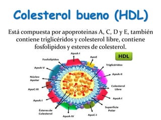 Colesterol bueno (HDL)
Está compuesta por apoproteinas A, C, D y E, también
contiene triglicéridos y colesterol libre, contiene
fosfolipidos y esteres de colesterol.
 
