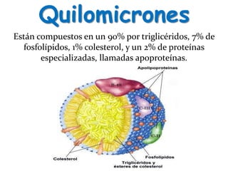 Quilomicrones
Están compuestos en un 90% por triglicéridos, 7% de
fosfolípidos, 1% colesterol, y un 2% de proteínas
especializadas, llamadas apoproteínas.
 