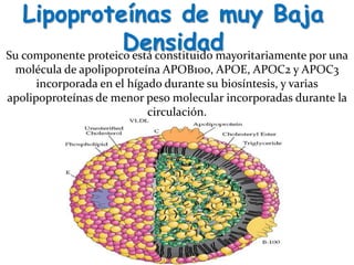 Lipoproteínas de muy Baja
DensidadSu componente proteico está constituido mayoritariamente por una
molécula de apolipoproteína APOB100, APOE, APOC2 y APOC3
incorporada en el hígado durante su biosíntesis, y varias
apolipoproteínas de menor peso molecular incorporadas durante la
circulación.
 
