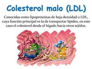 Colesterol malo (LDL)
Conocidas como lipoproteínas de baja densidad o LDL,
cuya función principal es la de transportar lípidos, en este
caso el colesterol desde el hígado hacia otros tejidos.
 