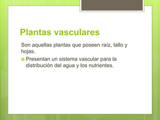 Plantas vasculares
Son aquellas plantas que poseen raíz, tallo y
hojas.
 Presentan un sistema vascular para la
distribución del agua y los nutrientes.
 