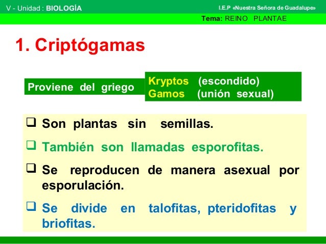 Clasificación de las plantas 2