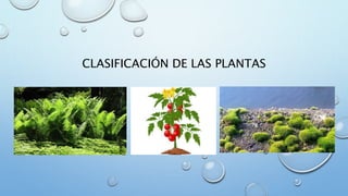 CLASIFICACIÓN DE LAS PLANTAS
 