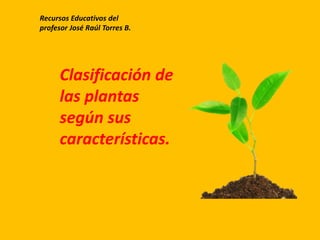Recursos Educativos del 
profesor José Raúl Torres B. 
Clasificación de 
las plantas 
según sus 
características. 
 