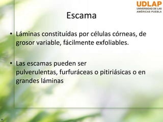 Escama
• Láminas constituídas por células córneas, de
grosor variable, fácilmente exfoliables.
• Las escamas pueden ser
pulverulentas, furfuráceas o pitiriásicas o en
grandes láminas
 