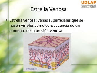Estrella Venosa
• Estrella venosa: venas superficiales que se
hacen visibles como consecuencia de un
aumento de la presión venosa
 