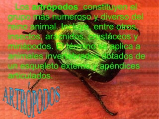 Los  artrópodos   constituyen el grupo más numeroso y diverso del reino animal. Incluye, entre otros, insectos, arácnidos, crustáceos y miriápodos. El término se aplica a animales invertebrados dotados de un esqueleto externo y apéndices articulados. ARTRÓPODOS 