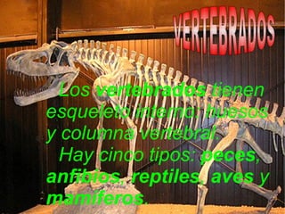 Los  vertebrados  tienen esqueleto interno: huesos y columna vertebral. Hay cinco tipos:  peces ,  anfibios ,  reptiles ,  aves  y  mamíferos . VERTEBRADOS 