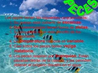 Los peces tienen las siguientes características: 1. Su cuerpo está cubierto de  escamas . 2. Sus extremidades tienen forma de  aletas . 3. Su esqueleto es el más sencillo de los   vertebrados. 4. La  temperatura  corporal es  variable . 5. Casi todos los peces tienen  vejiga   natatoria . 6. Los peces respiran por  branquias . Están    situadas detrás de la cabeza, y les permiten   obtener el oxígeno disuelto en el agua. PECES 