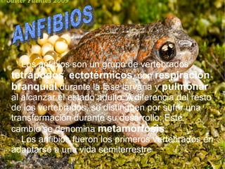 Los anfibios son un grupo de vertebrados  tetrápodos ,  ectotérmicos , con  respiración branquial  durante la fase larvaria y  pulmonar  al alcanzar el estado adulto. A diferencia del resto de los vertebrados, se distinguen por sufrir una transformación durante su desarrollo: Este cambio se denomina  metamorfosis .  Los anfibios fueron los primeros vertebrados en adaptarse a una vida semiterrestre ANFIBIOS 
