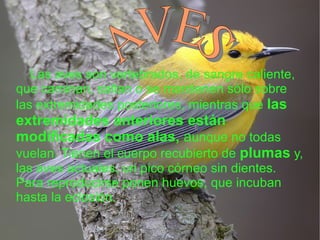 Las aves son vertebrados, de sangre caliente, que caminan, saltan o se mantienen sólo sobre las extremidades posteriores, mientras que  las extremidades anteriores están modificadas como alas,  a unque no todas vuelan. Tienen el cuerpo recubierto de  plumas  y, las aves actuales, un pico córneo sin dientes. Para reproducirse ponen huevos, que incuban hasta la eclosión. AVES 