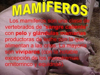 Los mamíferos son una clase de vertebrados de " sangre caliente ", con  pelo  y  glándulas mamarias  productoras de leche con la que alimentan a las crías. La mayoría son  vivíparos  (con la notable excepción de los monotremas: ornitorrinco y equidnas).  MAMÍFEROS 