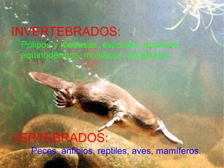 INVERTEBRADOS: Pólipos y medusas, esponjas, gusanos,  equinodermos, moluscos, artrópodos. VERTEBRADOS: Peces, anfibios, reptiles, aves, mamíferos. 