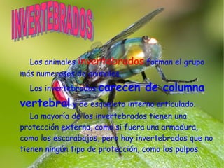 Los animales  invertebrados  forman el grupo más numerosos de animales.  Los invertebrados  carecen de columna vertebral  y de esqueleto interno articulado. La mayoría de los invertebrados tienen una protección externa, como si fuera una armadura, como los escarabajos, pero hay invertebrados que no tienen ningún tipo de protección, como los pulpos .  INVERTEBRADOS 