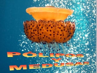 PÓLIPOS Y MEDUSAS 