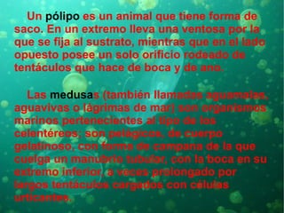 Un  pólipo  es un animal que tiene forma de saco. En un extremo lleva una ventosa por la que se fija al sustrato, mientras que en el lado opuesto posee un solo orificio rodeado de tentáculos que hace de boca y de ano. Las  medusa s (también llamadas aguamalas, aguavivas o lágrimas de mar) son organismos marinos pertenecientes al tipo de los celentéreos; son pelágicos, de cuerpo gelatinoso, con forma de campana de la que cuelga un manubrio tubular, con la boca en su extremo inferior, a veces prolongado por largos tentáculos cargados con células urticantes. 