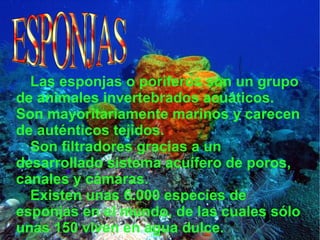 Las esponjas o poríferos son un grupo de animales invertebrados acuáticos. Son mayoritariamente marinos y carecen de auténticos tejidos.  Son filtradores gracias a un desarrollado sistema acuífero de poros, canales y cámaras.  Existen unas 6.000 especies de esponjas en el mundo, de las cuales sólo unas 150 viven en agua dulce.  ESPONJAS 