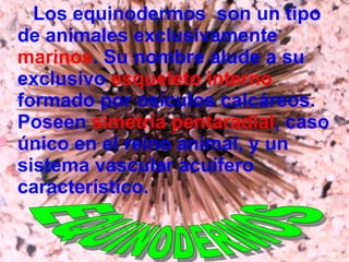 Los equinodermos  son un tipo de animales exclusivamente  marinos . Su nombre alude a su exclusivo  esqueleto interno  formado por osículos calcáreos. Poseen  simetría pentaradial , caso único en el reino animal, y un sistema vascular acuífero característico. EQUINODERMOS 