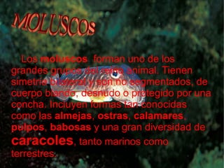 Los  moluscos   forman uno de los grandes grupos del reino animal. Tienen simetría bilateral y son no segmentados, de cuerpo blando, desnudo o protegido por una concha. Incluyen formas tan conocidas como las  almejas ,  ostras ,  calamares ,  pulpos ,  babosas  y una gran diversidad de  caracoles , tanto marinos como terrestres. MOLUSCOS 