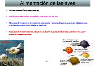 Alimentación de las aves Según su alimentación las aves pueden ser:  Insectívoras: Comen insectos. Por ejemplo la golondrina y el abejorro. Herbívoras: Se alimentan principalmente de hierbas, frutos y semillas. Algunas se alimenta casi sólo de semillas,  como la perdiz, que reciben el nombre de granívoras.  Carnívoras: Se alimentan de carne, por ejemplo el águila y  el buitre. Omnívoras: Se alimentan de animales y plantas, por ejemplo, la gallina.       21 