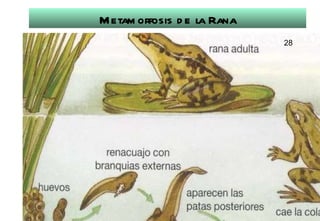 Metamorfosis de la Rana 28 