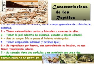 Características de los Reptiles 29                                                                                     TRES EJEMPLOS DE REPTILES 1 .- Son vertebrados terrestres, con el cuerpo generalmente cubierto de escamas.   2.- Tienen extremidades cortas y laterales o carecen de ellas.   3.- Tienen la piel cubierta de escamas, escudos o placas córneas.   4.- Son de sangre fría y pasan el invierno aletargados.   5.- Tienen respiración pulmonar y cutánea (piel).   6.- Se reproducen por huevos, que generalmente no incuban, ya que tienen fecundación interna.   7.- Su corazón tiene dos aurículas y un ventrículo con una o dos cavidades.                                                                                                             