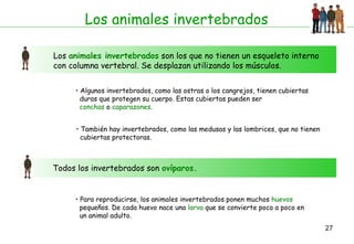 Los animales invertebrados Los  animales invertebrados  son los que no tienen un esqueleto interno con columna vertebral. Se desplazan utilizando los músculos.  Algunos invertebrados, como las ostras o los cangrejos, tienen cubiertas  duras que protegen su cuerpo. Estas cubiertas pueden ser  conchas  o  caparazones . Todos los invertebrados son  ovíparos. También hay invertebrados, como las medusas y las lombrices, que no tienen  cubiertas protectoras. Para reproducirse, los animales invertebrados ponen muchos  huevos   pequeños. De cada huevo nace una  larva  que se convierte poco a poco en  un animal adulto. 