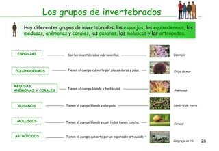 Los grupos de invertebrados Hay diferentes grupos de invertebrados: las  esponjas , los  equinodermos , las  medusas ,  anémonas  y  corales , los  gusanos , los  moluscos  y los  artrópodos . ESPONJAS Son los invertebrados más sencillos. Esponjas EQUINODERMOS Tienen el cuerpo cubierto por placas duras y púas. Erizo de mar MEDUSAS,  ANÉMONAS Y CORALES Tienen el cuerpo blando y tentáculos. Anémonas GUSANOS Tienen el cuerpo blando y alargado. Lombriz de tierra MOLUSCOS Tienen el cuerpo blando y casi todos tienen concha.  Caracol ARTRÓPODOS Tienen el cuerpo cubierto por un caparazón articulado. Cangrejo de río 
