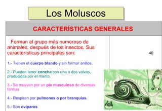 Los Moluscos 40                                                                   Forman el grupo más numeroso de animales, después de los insectos. Sus características principales son: 1.- Tienen el  cuerpo blando  y sin formar anillos.   2.- Pueden tener  concha  con una o dos valvas, producidas por el manto.   3.- Se mueven por un  pie musculoso  de diversas formas   4.- Respiran por  pulmones o por branquias.   5.- Son  ovíparos CARACTERÍSTICAS GENERALES  