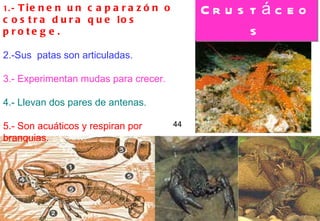 Crustáceos 44 1.-  Tienen un caparazón o costra dura que los protege.   2.-Sus  patas son articuladas.   3.- Experimentan mudas para crecer.   4.- Llevan dos pares de antenas. 5.- Son acuáticos y respiran por branquias. 