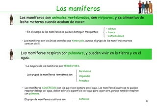 Los mamíferos Los mamíferos son  animales vertebrados , son  vivíparos , y se alimentan de leche materna cuando acaban de nacer. En el cuerpo de los mamíferos se pueden distinguir tres partes: Los mamíferos son los únicos animales que  tienen pelo , aunque el grupo de los mamíferos marinos carecen de él. Los mamíferos respiran por  pulmones , y pueden vivir en la tierra y en el agua. La mayoría de los mamíferos son  TERRESTRES .  Los grupos de mamíferos terrestres son: Los mamíferos  ACUÁTICOS  son los que viven siempre en el agua. Los mamíferos acuáticos no pueden respirar debajo del agua, deben salir a la superficie del agua para coger aire, porque también respiran  con  pulmones . El grupo de mamíferos acuáticos son: Carnívoros Ungulados Primates Cetáceos cabeza tronco extremidades 