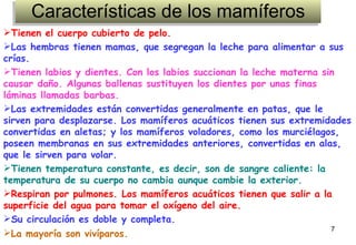 Características de los mamíferos Tienen el cuerpo cubierto de pelo.  Las hembras tienen mamas, que segregan la leche para alimentar a sus crías.   Tienen labios y dientes. Con los labios succionan la leche materna sin causar daño. Algunas ballenas sustituyen los dientes por unas finas láminas llamadas barbas.  Las extremidades están convertidas generalmente en patas, que le sirven para desplazarse. Los mamíferos acuáticos tienen sus extremidades convertidas en aletas; y los mamíferos voladores, como los murciélagos, poseen membranas en sus extremidades anteriores, convertidas en alas, que le sirven para volar.   Tienen temperatura constante, es decir, son de sangre caliente: la temperatura de su cuerpo no cambia aunque cambie la exterior.    Respiran por pulmones. Los mamíferos acuáticos tienen que salir a la superficie del agua para tomar el oxígeno del aire.  Su circulación es doble y completa.   La mayoría son vivíparos.   
