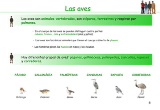 Las aves Los aves son  animales vertebrados , son  ovíparos ,  terrestres  y respiran por  pulmones . En el cuerpo de las aves se pueden distinguir cuatro partes: cabeza ,  tronco  ,  cola  y  extremidades  (alas y patas). Las aves son los únicos animales que tienen el cuerpo cubierto de  plumas . Hay diferentes grupos de aves:  pájaros ,  gallináceas ,  palmípedas ,  zancudas ,  rapaces  y  corredoras . Las hembras ponen los  huevos  en nidos y los incuban. PÁJARO Petirrojo GALLINÁCEA Codorniz PALMÍPEDAS Ganso ZANCUDAS Garza RAPACES Azor CORREDORAS Ñandú 