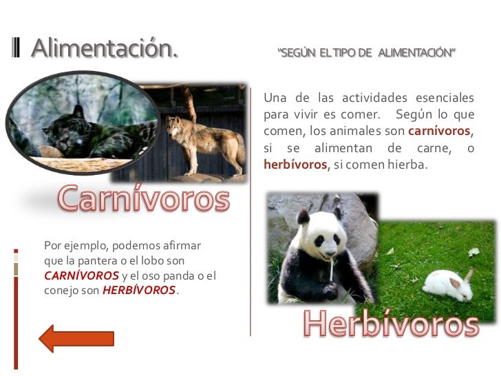 Clasificación de los animales