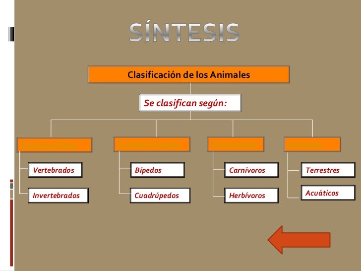 Clasificación de los animales