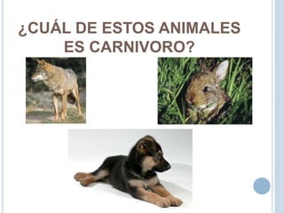 ¿CUÁL DE ESTOS ANIMALES
ES CARNIVORO?