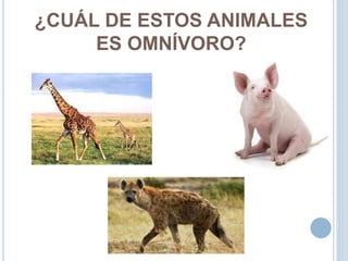 ¿CUÁL DE ESTOS ANIMALES
ES OMNÍVORO?