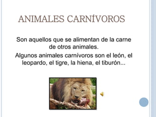 ANIMALES CARNÍVOROS
Son aquellos que se alimentan de la carne
de otros animales.
Algunos animales carnívoros son el león, el
leopardo, el tigre, la hiena, el tiburón...